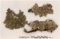 藏品(大裸緣梅衣)的圖片